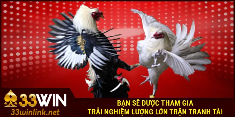 Tại sao Đá Gà 33Win được nhiều cược thủ chọn lựa?