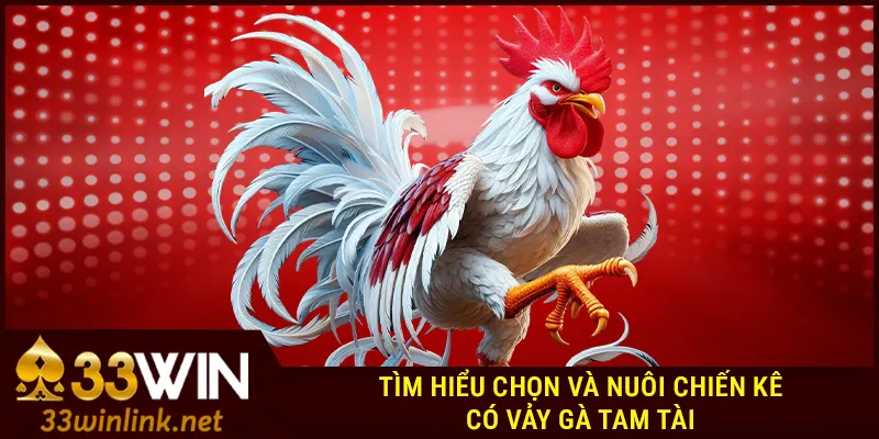 Tìm hiểu chọn và nuôi chiến kê có vảy gà tam tài